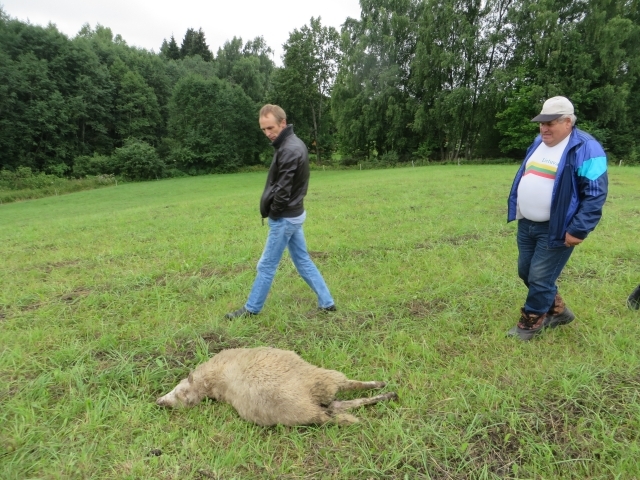 Skeirių (Kamajų sen.) kaimo ūkininkai apžiūri laukuose rastas vilkų paskerstas aveles. A. Mackuvienės nuotr.
