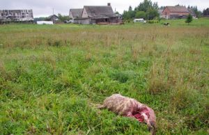 Papjauta avis rasta ryte. Rajono policijos komisariato archyvo nuotr.