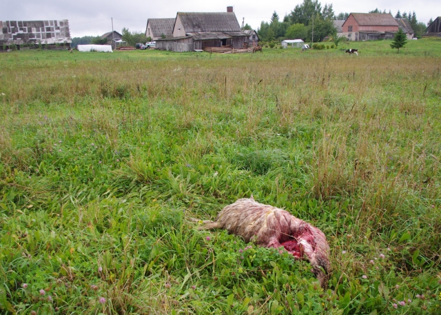 Papjauta avis rasta ryte. Rajono policijos komisariato archyvo nuotr. Papjauta avis rasta ryte. Rajono policijos komisariato archyvo nuotr.