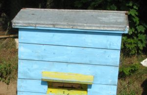 Pavogė avilius. D. Zibolienės asociatyvi nuotr.