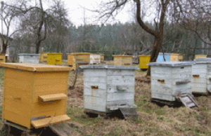 Redakcijos archyvo nuotr.