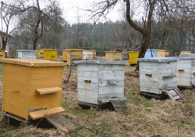 Redakcijos archyvo nuotr.