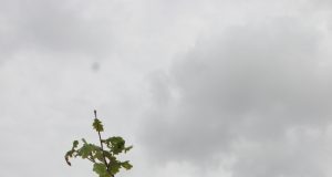 Sostinėje susitiks "Gimtasis Rokiškis" ir "Pragiedruliai"