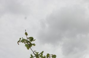 Sostinėje susitiks “Gimtasis Rokiškis” ir “Pragiedruliai” Sostinėje susitiks "Gimtasis Rokiškis" ir "Pragiedruliai"