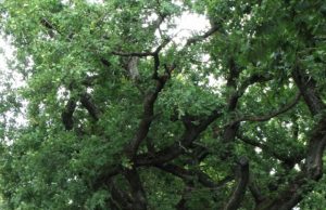 Grafų paveldas: Ąžuolų gatvė laukia permainų Ąžuolų gatvei reikia didesnio dėmesio. Redakcijos archyvo nuotr.