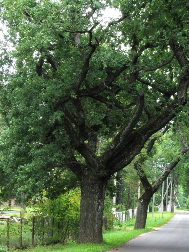 Ąžuolų gatvei reikia didesnio dėmesio. Redakcijos archyvo nuotr. Ąžuolų gatvei reikia didesnio dėmesio. Redakcijos archyvo nuotr.