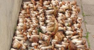 Onuškietis Gintautas Urbutis