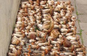 Miškuose – baravykų kruša ir grybautojų minios Onuškietis Gintautas Urbutis