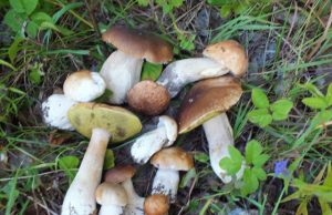 A. Minkevičienės nuotr.