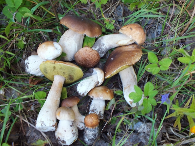 A. Minkevičienės nuotr.
