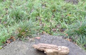 Aplinkosaugos skaudulys – prastai tvarkomos nuotekos Kur iškeliauja tokių nuotekų duobių turinys