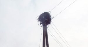 Ant elektros stulpo užkeltos gandralizdžio liekanos: tikimasi