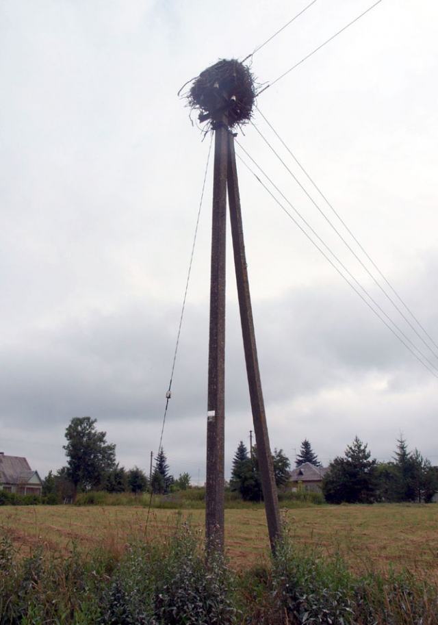 Ant elektros stulpo užkeltos gandralizdžio liekanos: tikimasi