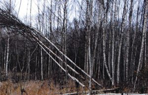 Aldonos Dilienės mišką bebrai verčia ištisa kirtaviete. A.Dilienės nuotr.