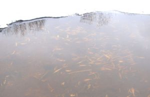 Daugiau nei pusės kilometro upės atkarpa tirštai nusėta uždususių kuojų