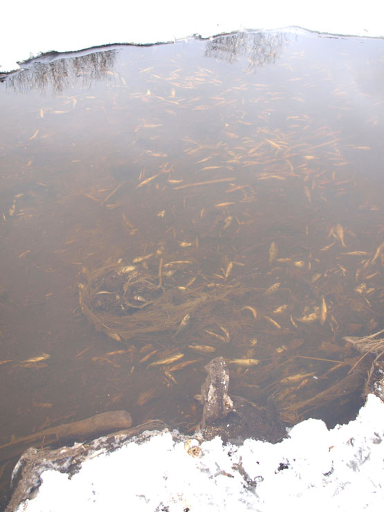 Daugiau nei pusės kilometro upės atkarpa tirštai nusėta uždususių kuojų