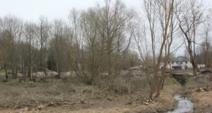 D. Zibolienės nuotr.