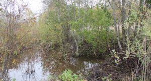 Bebrai kantriai dirba savo darbą. D.Zibolienės nuotr.