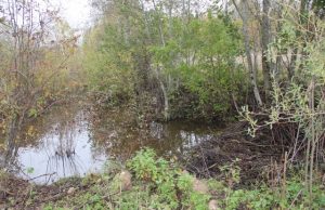 Bebrai kantriai dirba savo darbą. D.Zibolienės nuotr.
