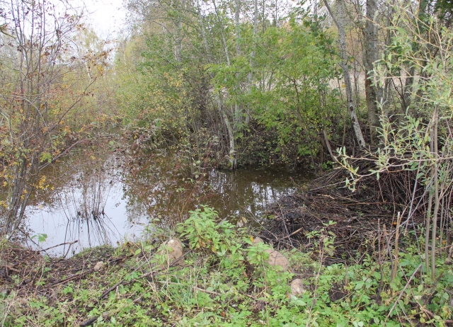 Bebrai kantriai dirba savo darbą. D.Zibolienės nuotr. Bebrai kantriai dirba savo darbą. D.Zibolienės nuotr.