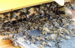 Amatų centre – apie bitutes