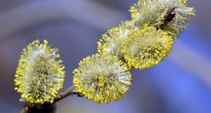 Žiedadulkių sezonas jau prasidėjo