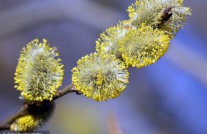 Žiedadulkių sezonas jau prasidėjo