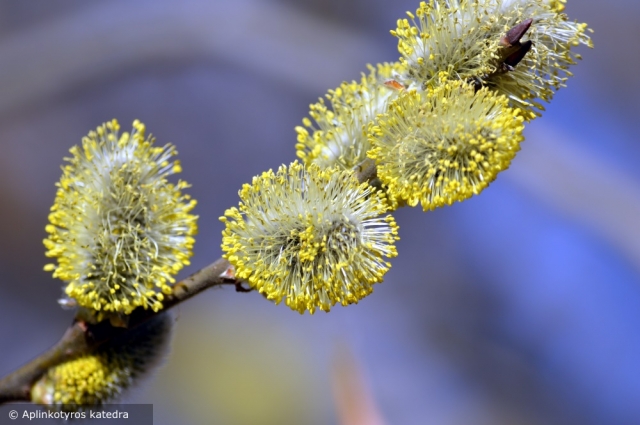 Žiedadulkių sezonas jau prasidėjo
