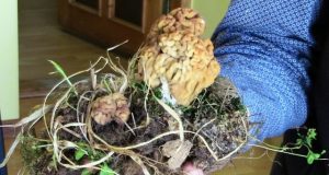 Po išrautu grybu -  ir keletą mažų bobausiukų. N.Byčkovskio nuotr.