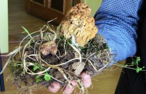 Po išrautu grybu -  ir keletą mažų bobausiukų. N.Byčkovskio nuotr.
