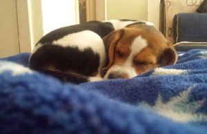 Šeimininkai ieško dingusio biglių veislės šunelio Dingo Biglių veislės šuniukas.