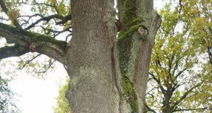 Bradesių ąžuolas paskelbtas gamtos paminklu