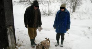 Kilpoje pasmaugtas stirninas užkietėjusiems brakonieriams kainuos pusketvirto tūkstančio litų. G.Baikausko nuotr.