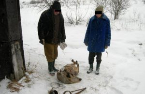 Kilpoje pasmaugtas stirninas užkietėjusiems brakonieriams kainuos pusketvirto tūkstančio litų. G.Baikausko nuotr.