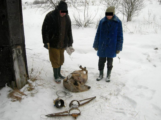 Kilpoje pasmaugtas stirninas užkietėjusiems brakonieriams kainuos pusketvirto tūkstančio litų. G.Baikausko nuotr.