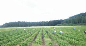 Šiemet Norvegijoje užderėjo ne toks gausus braškių derlius