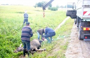Nuo žūties jauniklį išgelbėjusi briedė žuvo. Danutės Baronienės nuotr.