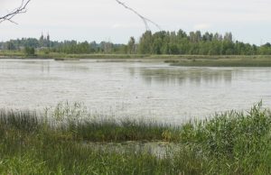 Privačiame tvenkinyje aptiktas moters kūnas Čedaso ežeras. A. Pažūsio nuotr.