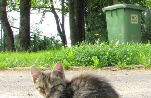 Kačiuką išdurtomis akimis prie „Lelijos” bendrovės pastebėjo įstaigos sargas V.Černiauskas.