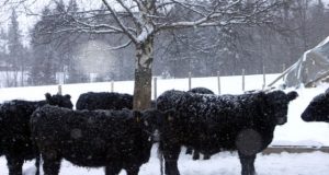 Gauruoti galovėjai šalčių nesibaimina. D.Zibolienės nuotr.