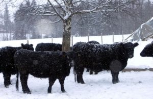 Gauruoti galovėjai šalčių nesibaimina. D.Zibolienės nuotr.