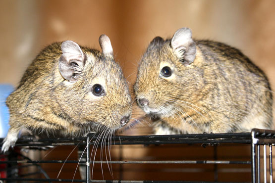 Vikrieji degu Jopkis ir Knopkis.