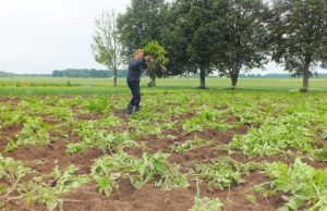 Liucijos Gudzevičiūtės išpuoselėtas ekologinių daržovių laukas – kaip po karo: bulvių vagos ištryptos