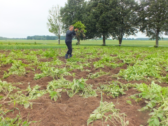 Liucijos Gudzevičiūtės išpuoselėtas ekologinių daržovių laukas – kaip po karo: bulvių vagos ištryptos