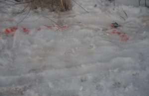 Tragedija: rotveileris sudraskė mažametį vaiką Tragedijos vieta paženklinta mažamečio krauju. PK nuotr.