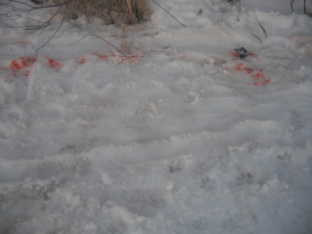 Tragedijos vieta paženklinta mažamečio krauju. PK nuotr. Tragedijos vieta paženklinta mažamečio krauju. PK nuotr.
