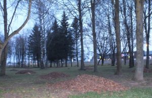 Taikos gatvės parke – dešimtys lapų krūvų