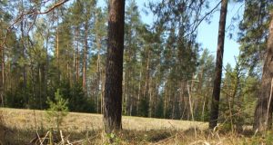 Šilagėlės. A. Minkevičienės nuotr.