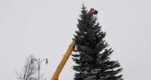Pernai metų eglės statymas Nepriklausomybės aikštėje.