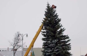 Pernai metų eglės statymas Nepriklausomybės aikštėje.